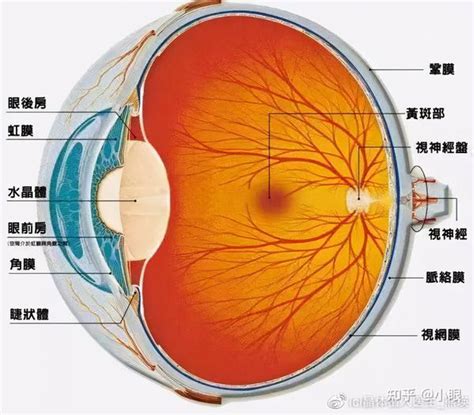 眼睛有斑|黄斑病变